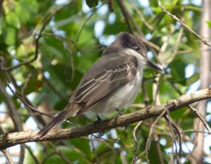 Tyrannus caudifasciatus