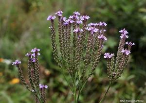 Verbena hastata