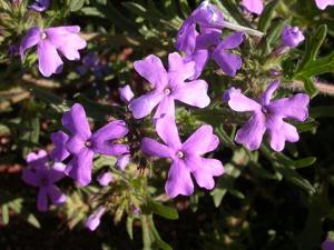 Verbena bipinnatifida