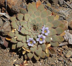 Viola rosulata