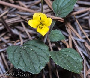 Viola purpurea var. integrifolia