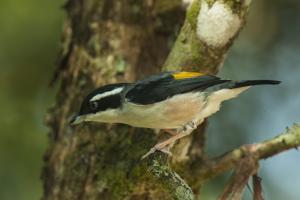 Pteruthius aeralatus