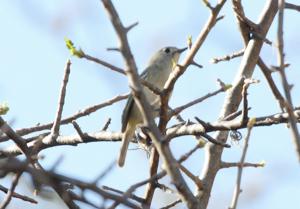 Vireo nelsoni