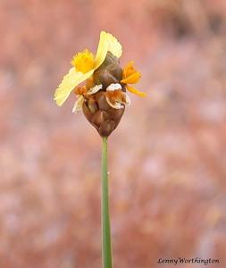 Xyris pauciflora