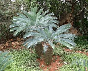 Encephalartos laevifolius
