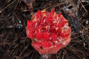 Zingiber densissimum