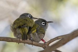 Zosterops chloronothos