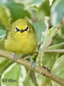 Zosterops stuhlmanni