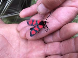 utils/thumbs/Zygaenidae/Zygaena_9ToMwRxGwvxUyo73dLwgs6.jpg