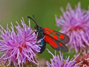 Zygaena romeo