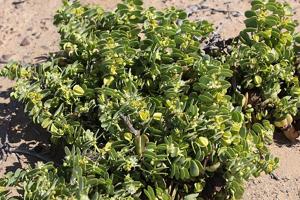 Zygophyllum stapffii