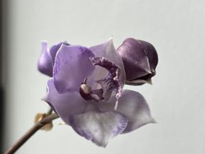 Tsubotaara Blue Stars