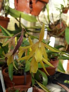 Vaughnara Fiftieth Anniversary