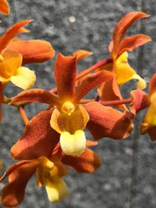 Renantanda Huifen Chan