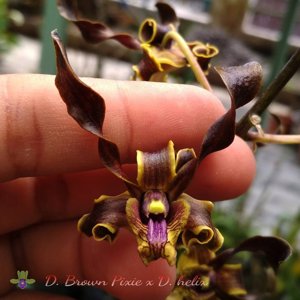 Dendrobium Vian