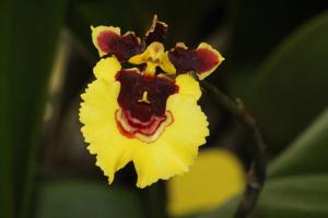 Miltoniopsis Tequila Sunrise