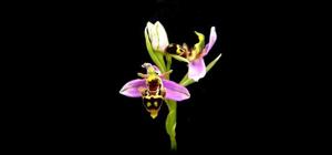 Ophrys minuticauda