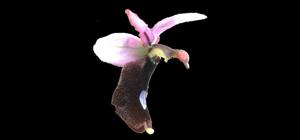 Ophrys flavicans