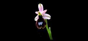 Ophrys flavicans