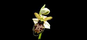 Ophrys arachnitiformis