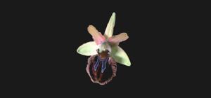 Ophrys arachnitiformis