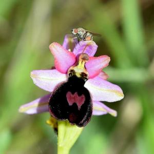 Ophrys flavicans