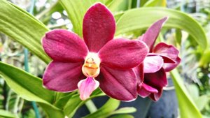 Trichovanda Thai Velvet