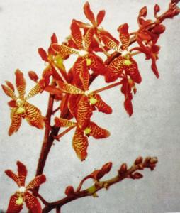 Tapranthera Zulkifli