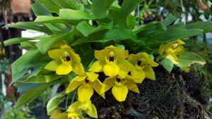 Promenzella Sunlight