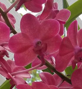 Aeridovanda Ruth Murai