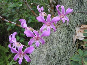 Dendrobium superbiens
