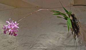 Laelonia Dave's Dapper Dandee