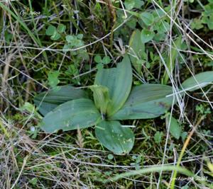 Ophrys brigittae nothosubsp. brigittae