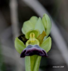 Ophrys brigittae nothosubsp. brigittae