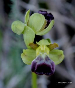 Ophrys brigittae nothosubsp. brigittae