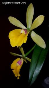 Sergioara Yokosuka Story