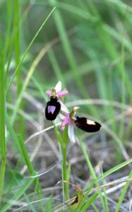 Ophrys flavicans