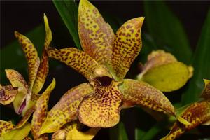 Propetalum Memoria Doctor Berliner