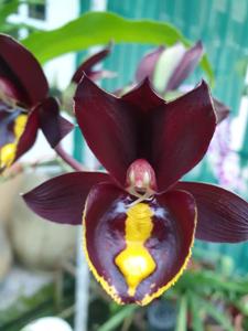 Catasetum Jumbo Pearl