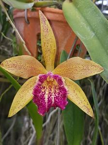 Rhynchobrassoleya Hawaiian Leopard