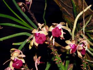 Seidenluisia Cassandra Marie