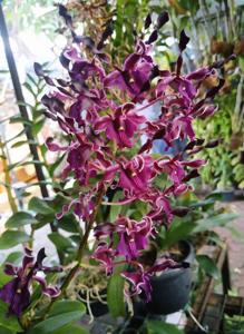 Dendrobium Oryen