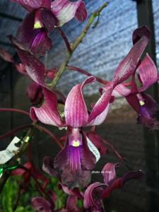 Dendrobium Oryen