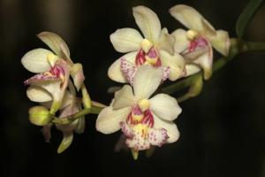 Holconopsis Glenn Lehr