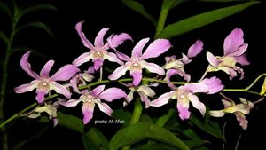 Dendrobium superbiens