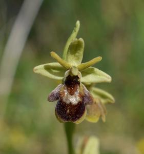 Ophrys apicula nothosubsp. fabrei