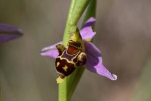 Ophrys minuticauda