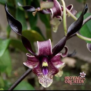 Dendrobium Damarwulan