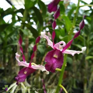 Dendrobium Oryen