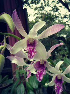 Dendrobium Caesar